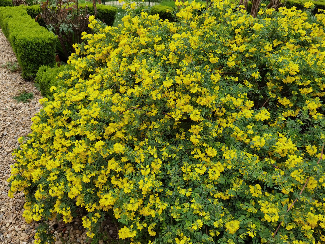 Coronilla valentina ssp glauca